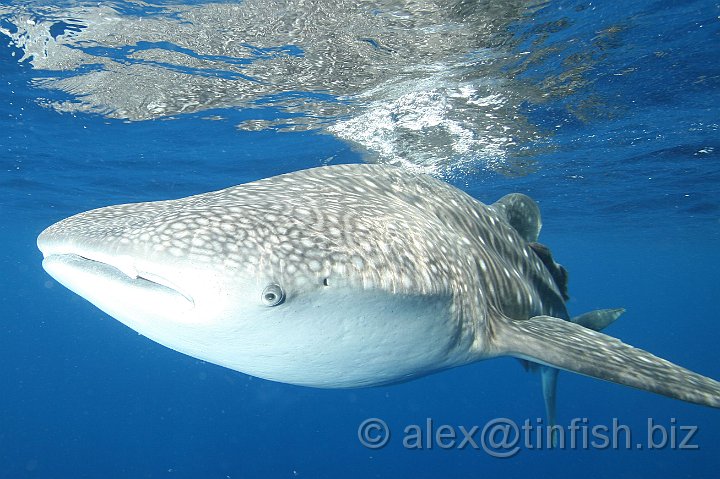 Whale_Shark-118.JPG - Although whale sharks have very large mouths, they feed mainly, though not exclusively, on plankton, microscopic plants and animals